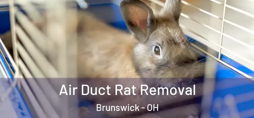  Air Duct Rat Removal Brunswick - OH